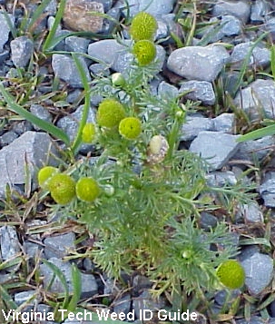 Pineapple weed - This weed when cruised smells like pineapple. yes it blooms small flowers. these go in the summer and wintertime of the year.