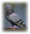 Aren't pigeons animals too??? - a pigeon Aren't pigeons animals too??? - a pigeon