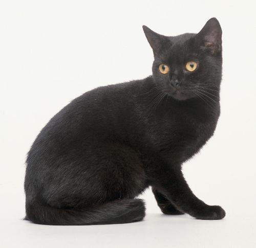 the lovable black-cat - He is so lovable,isn't he?
