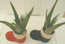aloe vera - aloe vera for scrapes and poison ivy