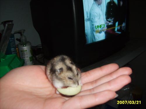 cricetulus barabeusis - my lovely pet.haha !
