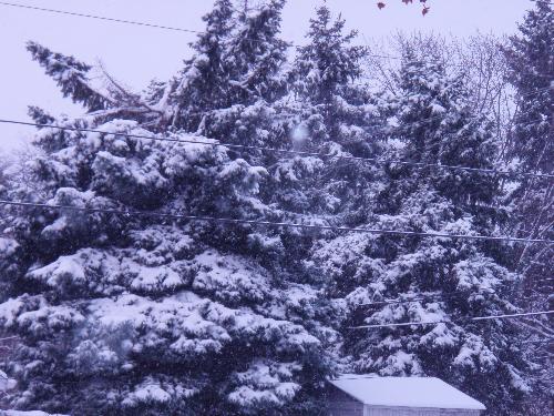snow - snowy trees