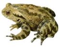 Toad - Picture of a toad Toad - Picture of a toad