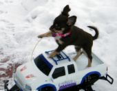 How cute - I love dogs