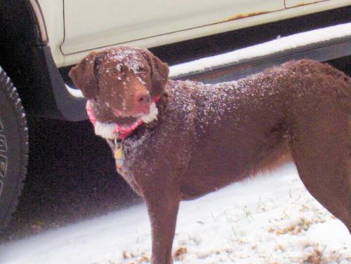 My Chesapeake snowdog - This is my 2 yr old Chesapeake, she loves the snow too.