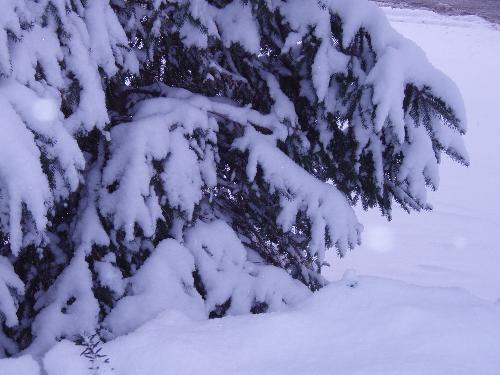 a photo of my tree this morning - a snowy morning