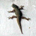 Lizard - Imagine stepping on this fella in the middle of the night and squishing it flat!