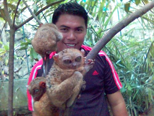 tarsier - the pride of bohol, philippines tarsier