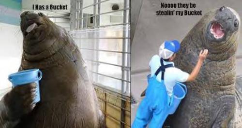 just not funny - this pic is just not funny to me.