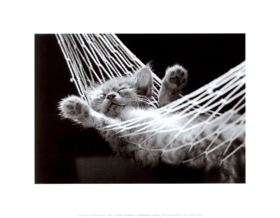 Cat nap - Cat napping is a short sleep, just a few minutes or so to allow you to re-energize yourself and refresh your mind after a hectic work at the office. Cat nap - Cat napping is a short sleep, just a few minutes or so to allow you to re-energize yourself and refresh your mind after a hectic work at the office.
