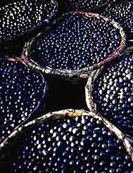 acai berries - acai berries from brazilian amazons acai berries - acai berries from brazilian amazons
