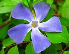 blue flower - isn't this pretty?
