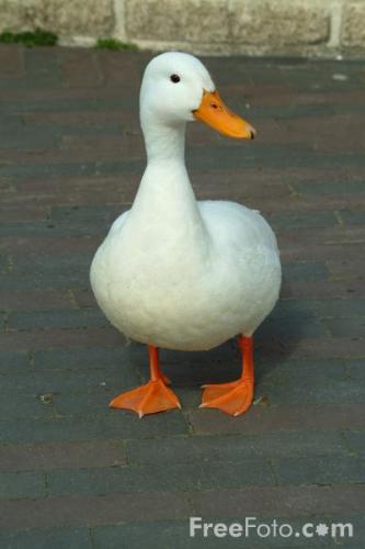 The Duck - I am this Duck, i like to swin and talk with the trees.  QUACK QUACK