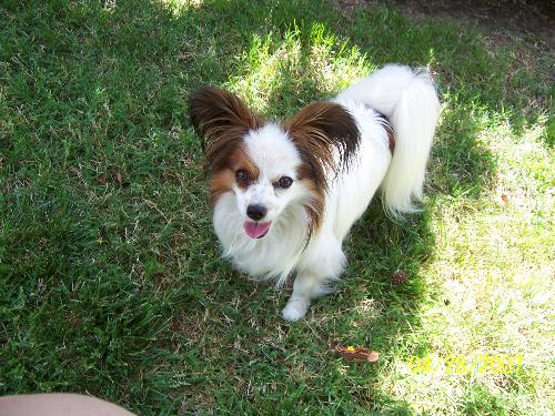 This is me Petie - This is me in my back yard. I was happy before mom brought home Abigail.