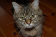 CAT - cat CAT - cat