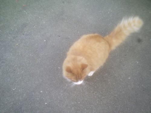 Joyful, my beloved cat...! - This is my cat and he is an amazing 5 years old! Incredible, huh?