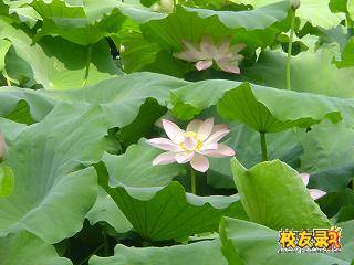 Water Lily - Summer is coming, the water lily in our school looks pretty nice.