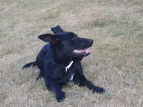 My Dog Jock - this is a photo of my pet dog Jock he is a Kelpy x Border Collie