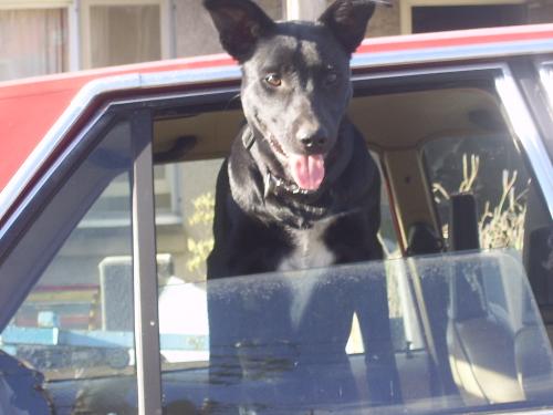 Jock - my dog jock enjoying som fresh air out the car window
