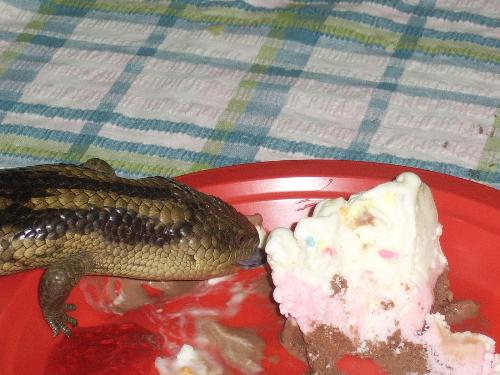 Blue Tounge Lizard - our sons pet blue tounge lizard getting some birthday cake