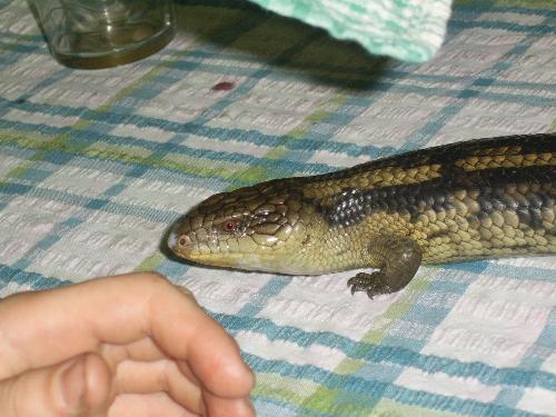 Blue Tounge - photo 2 of sons blue tounge caught in our yard