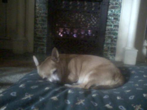 Chiquita Chihuahua - Lounging on The Pillow