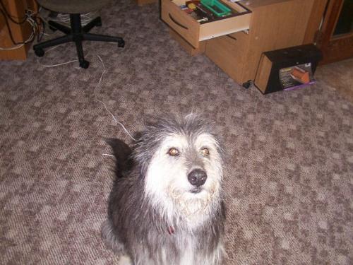 Our dog Meishka all fluffy after being groomed - This photo was taken of our male dog Meishka after being bathed and brushed. He lived to 14 years but then had health problems and we put him down two years ago around this time of year. We miss him he was a great dog!