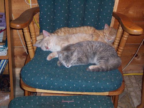 Happy cats snoozing on their favorite rocker - Three of our five cats snoozing peacefully on their favorite rocker. I love the way cats sleep...so deep and peaceful...ahhhhh how relaxing!