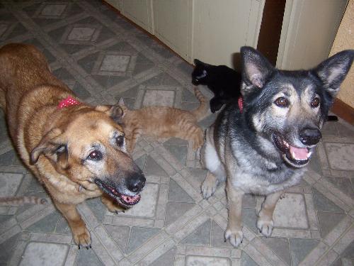 Tasha and Cherokee waiting for their treats - Our dogs waiting for their treats. Female Tasha is the tan one..Cherokee is the black, while and gray male.