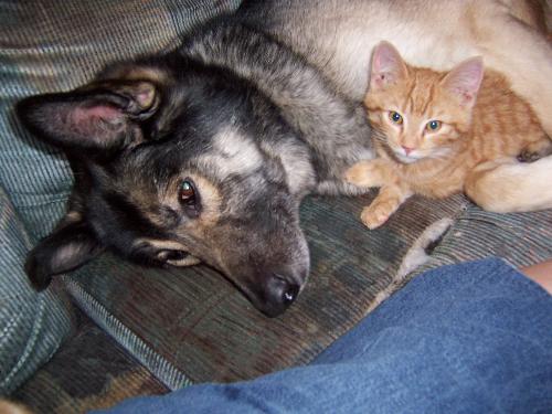 Two wusses..our dog Cherokee with cat Tigger - Our 70 pound male dog Cherokee with one of two male ginger cats Cherokee. Our pets are well socialized and get along well as this photo shows.