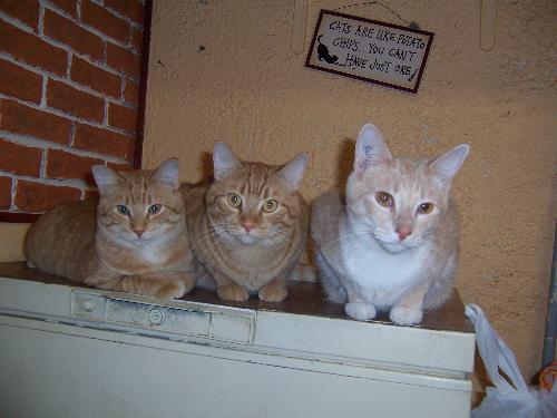 Our three male cats waiting to be fed - This photo shows three of our five cats. The three males...Nova is the beige one and Tigger and Teeh-Tooh are a set of marmalade ginger twins. Yes, as the sign over them says 'cats are like potato chips you cannot have just one!'