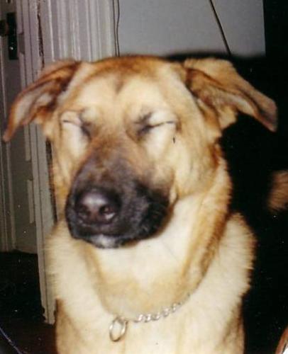 Our dog Tasha blinking in the flash - This is our queen of the household Tasha. She is going into her 16 year and keeps on keeping on even though her hind quarters are weak. She is the head of our household and all the cats love her and seek her out to lie beside.