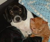 my dog and cat  - this is Alan the dog and Peanut the cat