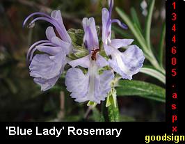 'Blue Lady' Rosemary - [respond to this discussion] - [Rosemary] - [Csicke (14)] - [http://www.mylot.com/w/discussions/1344605.aspx].