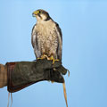 Pergrine falcon and its handler - The photo shows a perigrene falcon and its handler. Note: the leather glove on the hand!