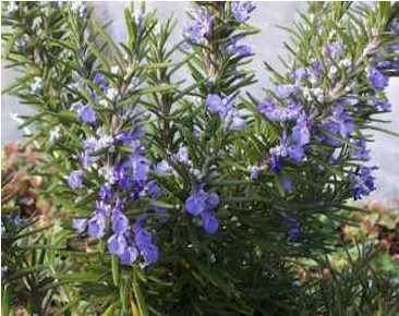rosemary bush - sniffing rosemary is good for your health.