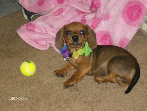 My lil Winnie Dog - Dusty as a puppy smiling