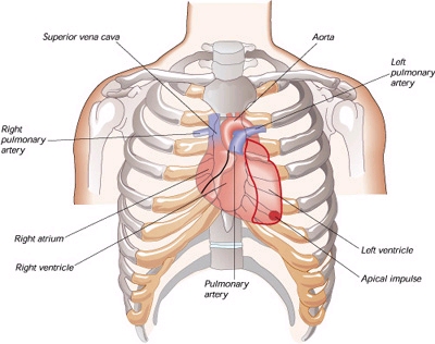 heart - Human heart. 