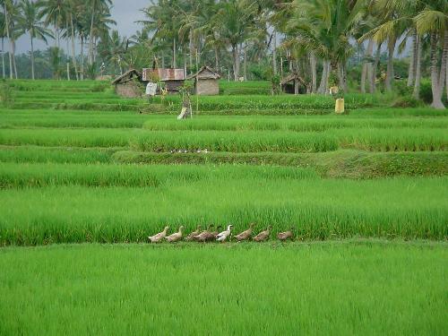 Ricefield in Ubud - The picture shown the beautiful landscape of Ubud ricefield. Ubud is one of famous tourist destination in Bali and the place is famous of art and beautiful landscape. visiting ubud is like bring you back to few year back where nature and human still dependent each other. The people are very religius and prepare offering as a thankful to the nature and the nature return them with providing their beautiful view with peace around it as a palace of goddes and god.