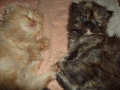 Two baby Persians - Persian kittens, orange and tortie shell.