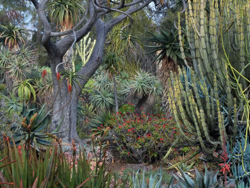 Desert Garden - We have an Arid Lands Desert Garden in the North of our State.