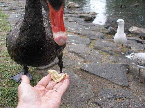 Feeding Swan - feeding swan in Queens Park, Melbourne Australia Dec.2007
