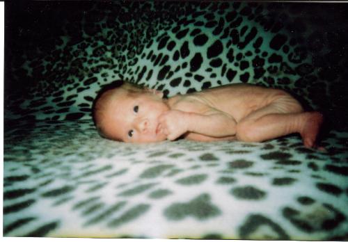 holly - 3 lbs