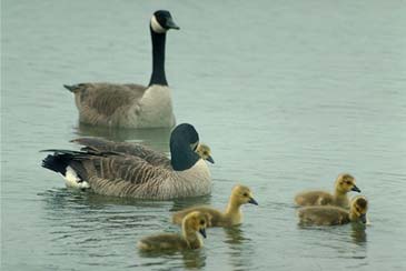 Ducks - Ducks swimming