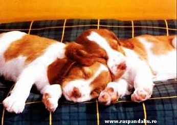 here is 2 kuit dog - i love dog i have a lot of picture with dog in mi pc