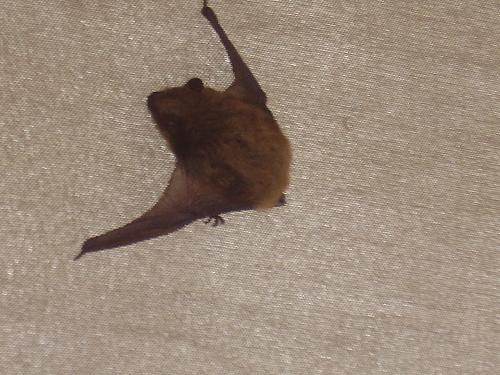 Florida Bat - Isn't he cute! There were three of them living inside of our closed umbrella.