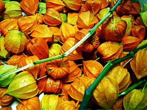 fruits - lots of fruits in diet should be good for health. fruits - lots of fruits in diet should be good for health.