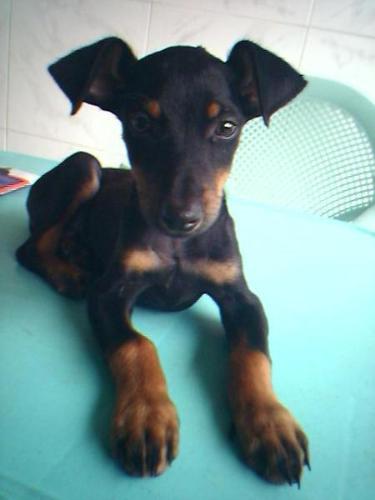 my dog - this dobie the doberman! say hi!!!
