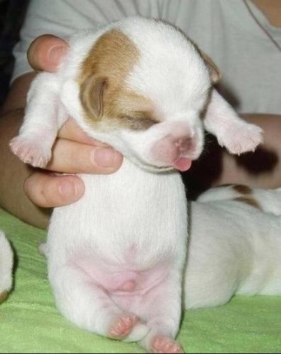 A little lovely dog! - This is a little dog about two weeks old, it's eyes are still colsed! So lovely,isn't it?