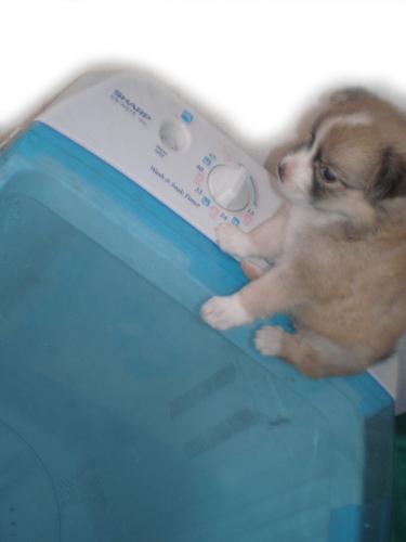 puppy on a washing machine - This is a photo of a puppy on top of washing machine after doing laundry.